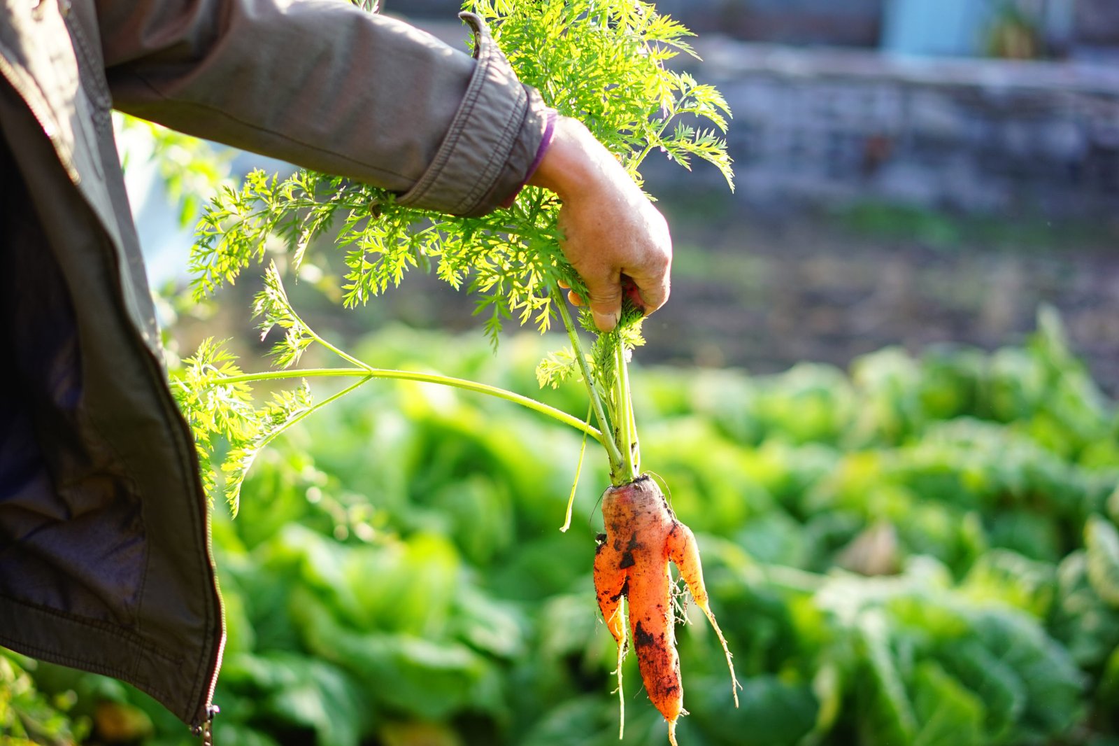 19 Vegetables to Grow in a Greenhouse