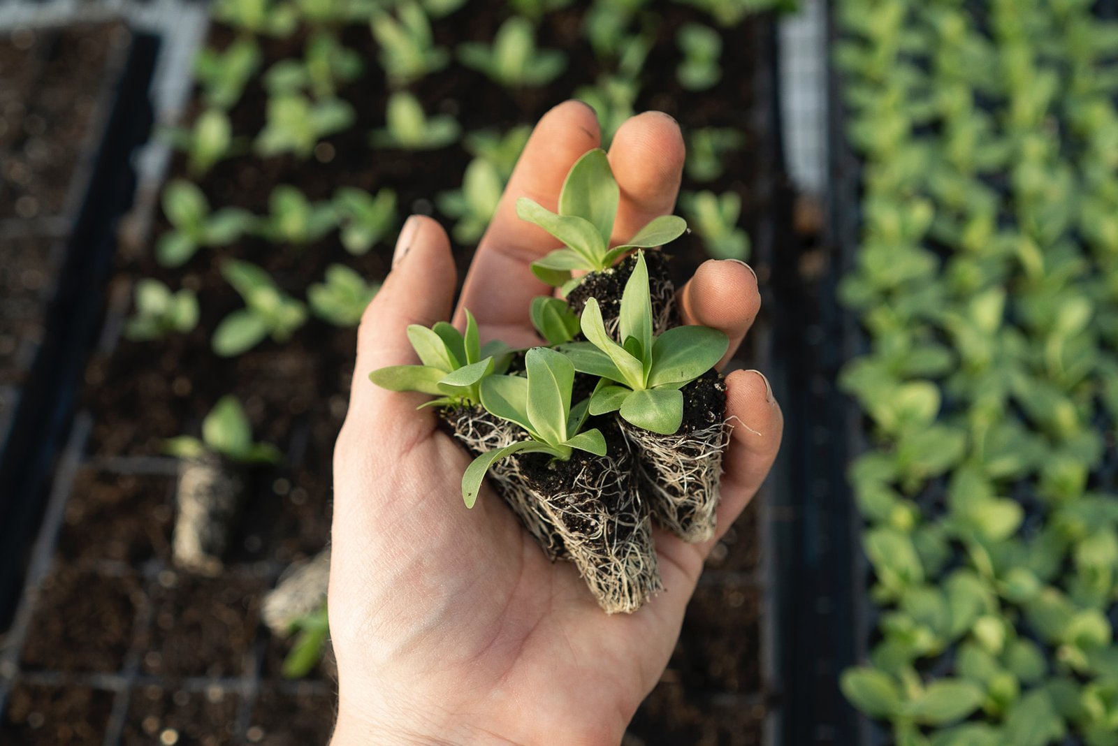 13 Top Greenhouse Gardening Benefits and Uses